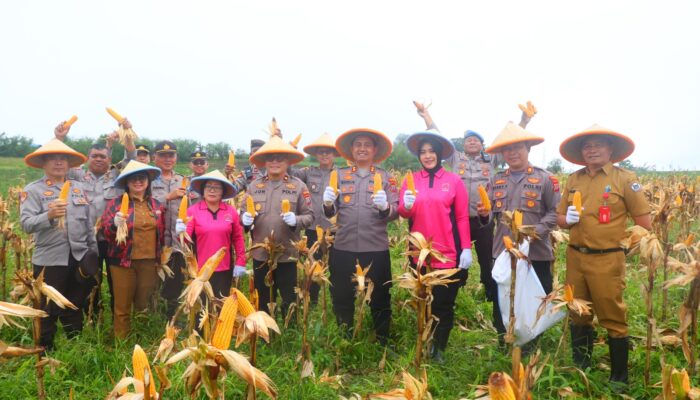 Panen Raya Jagung Tahap 1, Polres Tomohon Perkuat Ketahanan Pangan