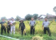 Panen Perdana Padi di Lapas Tondano, Bukti Nyata Pembinaan Kemandirian Warga Binaan