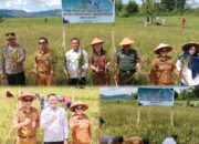 Tunjang Program Presiden Prabowo Terkait Ketahanan Pangan, LP Tondano Berhasil Panen Padi