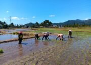 BUMDes Tumani Utara Perkuat Ketahanan Pangan Lewat Program Penanaman Padi