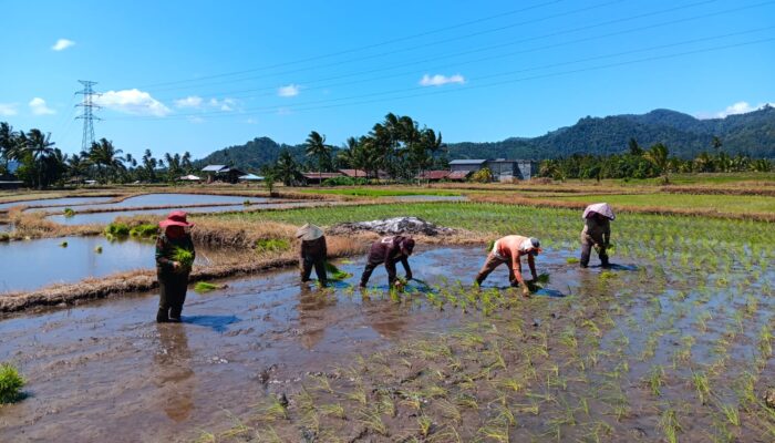 BUMDes Tumani Utara Perkuat Ketahanan Pangan Lewat Program Penanaman Padi